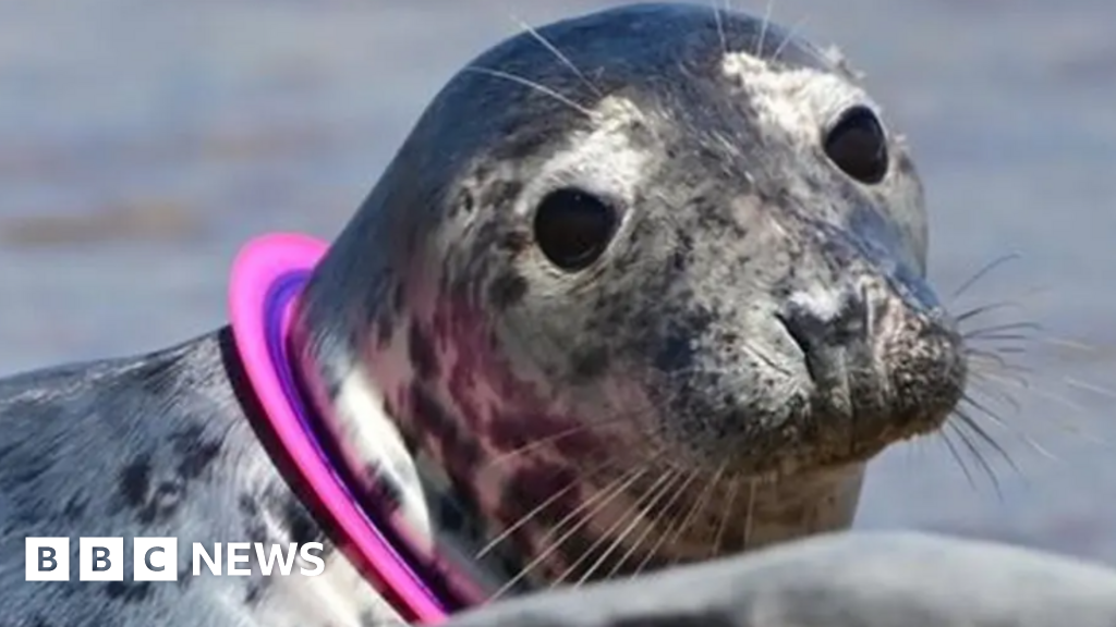 Sea Palling beach sign highlights risk of flying rings to seals
